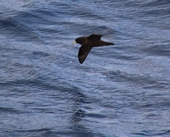 Procellaria aequinoctialis