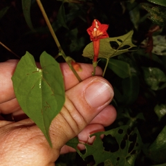 Ipomoea coccinea