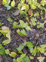 Maianthemum bifolium