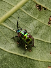 Chrysocoris