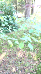 Cornus alternifolia