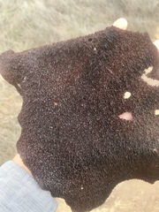 Chondracanthus exasperatus