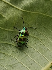 Chrysocoris