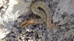 Scolopendridae
