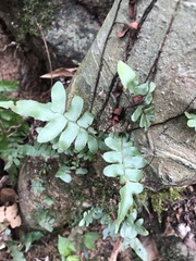 Arthropteris palisotii