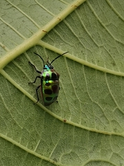 Chrysocoris