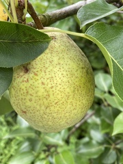 Pyrus