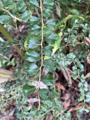 Maclura cochinchinensis