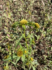 Bidens radiata
