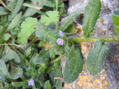 Echium parviflorum