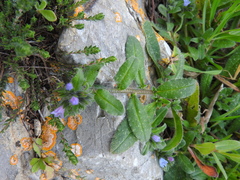 Echium parviflorum