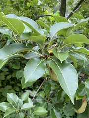Pyrus