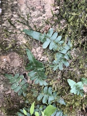 Arthropteris palisotii