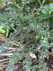 Maclura cochinchinensis