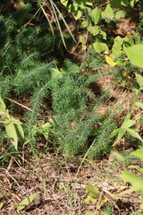 Euphorbia cyparissias