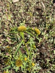 Bidens radiata