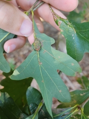 Andricus quercuspetiolicola