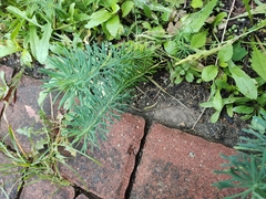 Euphorbia cyparissias