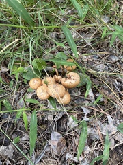 Desarmillaria caespitosa