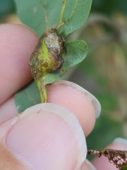 Andricus quercuspetiolicola