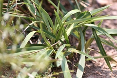 Dianella ensifolia