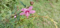 Urena procumbens