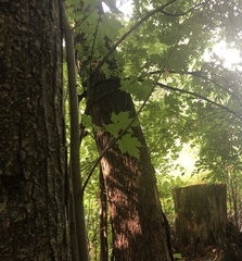 Climacodon septentrionalis