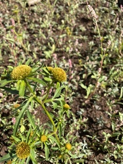 Bidens radiata