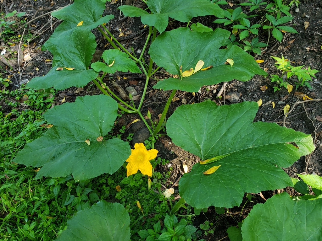 Cucurbita pepo, Mohawk Hudson Bike-Hike Trail