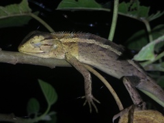 Calotes versicolor