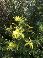 Solidago