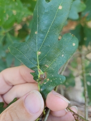 Andricus quercuspetiolicola
