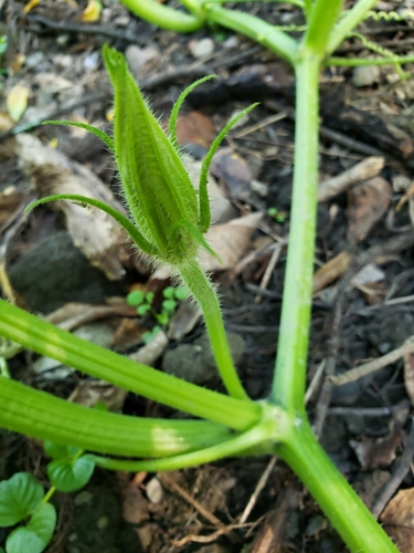 Cucurbita pepo