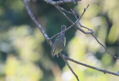Phylloscopus humei
