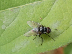 Muscoidea