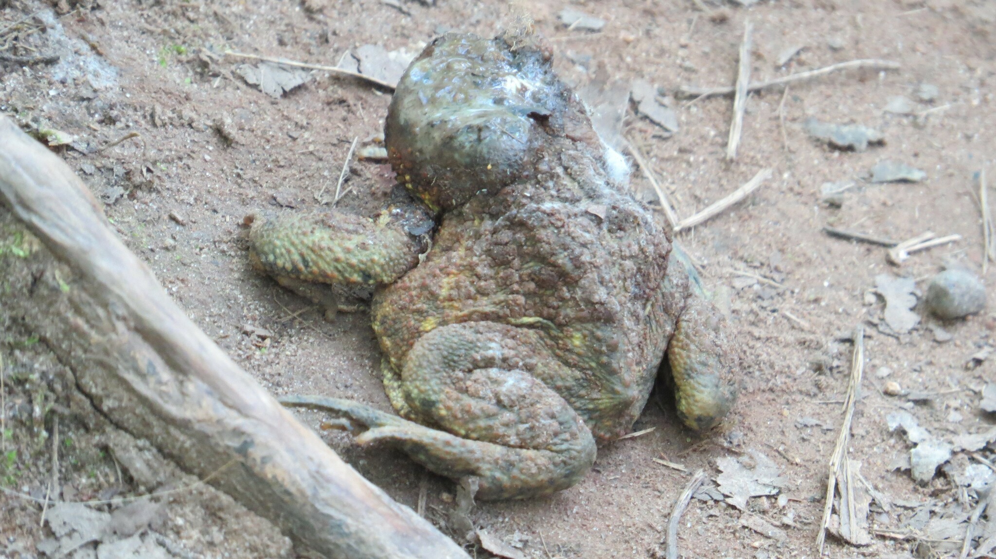 Batrachochytrium dendrobatidis