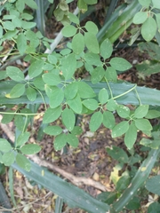 Tropaeolum pentaphyllum
