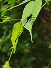 Onychargia