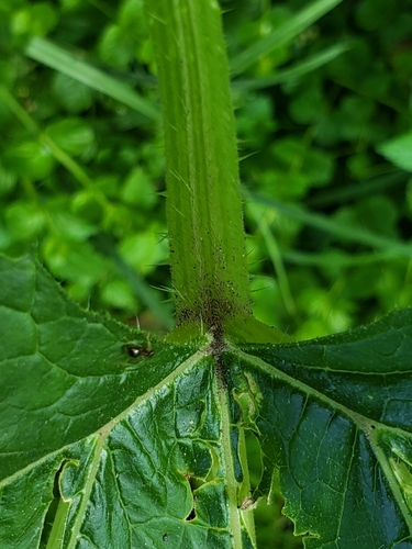 Cucurbita pepo