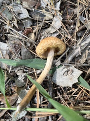 Desarmillaria caespitosa