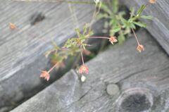 Potentilla erecta