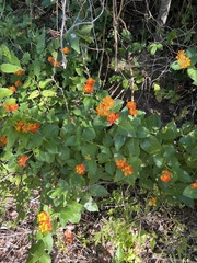 Lantana urticoides