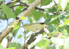 Phylloscopus humei