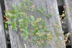 Potentilla erecta