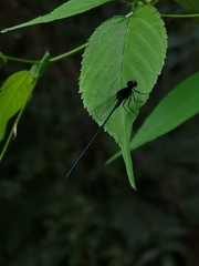 Onychargia