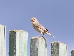 Carpodacus erythrinus