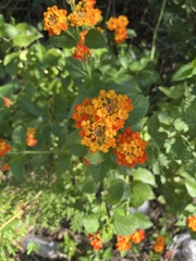 Lantana urticoides