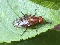 Dryomyza anilis