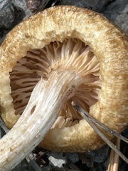 Desarmillaria caespitosa