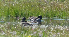 Anas undulata undulata